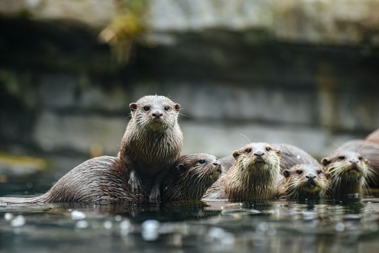 A group of cute otters in a raft on a river. 